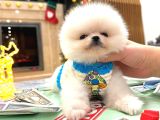 Orjinal Pomeranian Boo Yavruları