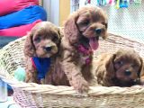 GERÇEK A KALİTE  CAVAPOO YAVRULAR