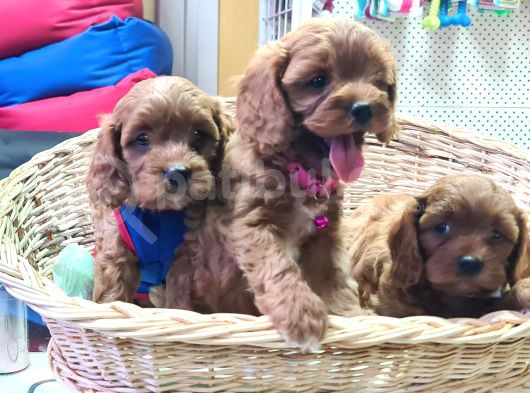 Gerçek A Kali̇te  Cavapoo Yavrular