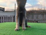 Wolfdog Yavruları