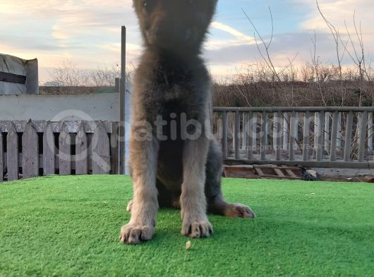 Wolfdog Yavruları görsel