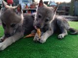 Wolfdog yavruları
