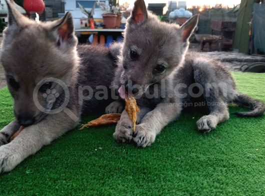 Wolfdog Yavruları