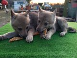 Wolfdog Yavruları