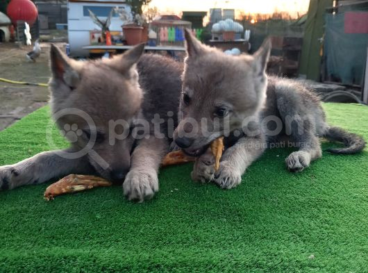 Wolfdog Yavruları görsel