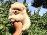 Pomeranian Boo