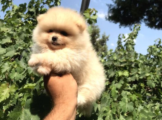 Pomeranian Boo görsel