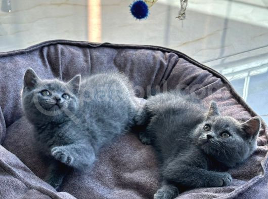 Scottish Fold Bebek