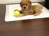 Toy Poodle