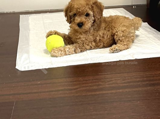 Toy Poodle görsel