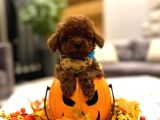 Toy poodle yavruları
