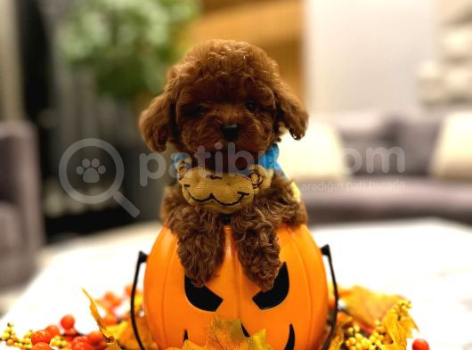 Toy Poodle Yavruları