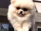 Pomeranian Boo