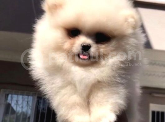 Pomeranian Boo