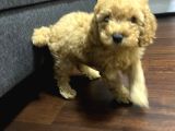 Toy Poodle