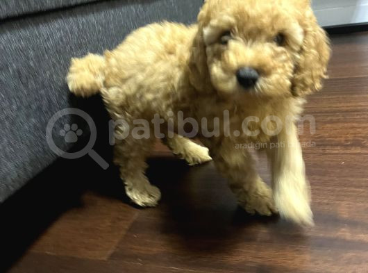 Toy Poodle görsel