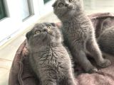 Scottish Fold Bebek