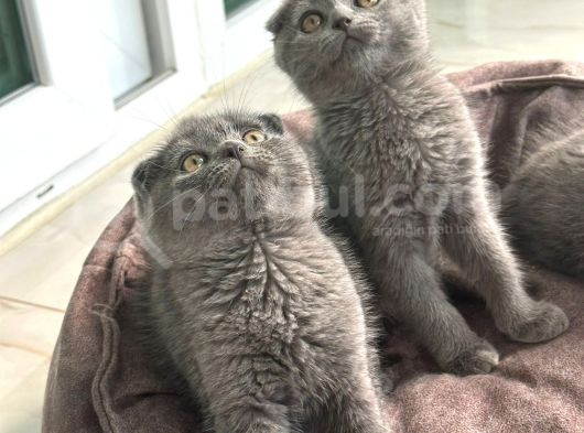 Scottish Fold Bebek görsel