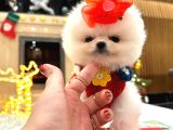 Orjinal pomeranian boo Yavruları
