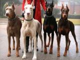 Her Renk Esteti̇kli̇ Dobermanlarss