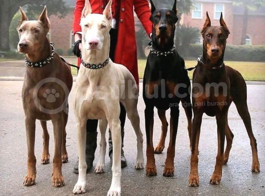 Her Renk Esteti̇kli̇ Dobermanlarss görsel