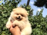 Pomeranian Boo
