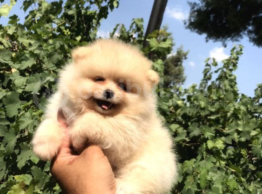 Pomeranian Boo görsel