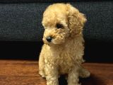 Toy poodle