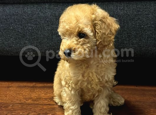 Toy Poodle