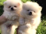 Pomeranian Boo