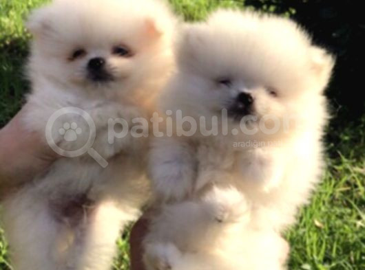 Pomeranian Boo görsel