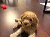 Toy Poodle