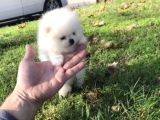 Pomeranian Boo