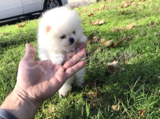 Pomeranian Boo görsel