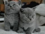 ev doğumu british shorthair yavrularımız