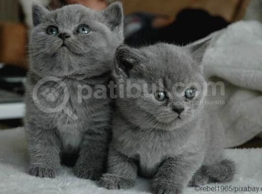 Ev Doğumu British Shorthair Yavrularımız