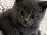 Ev Doğumu British Shorthair Yavrularımız