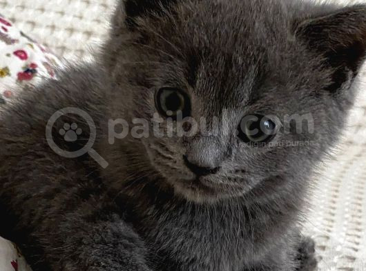 Ev Doğumu British Shorthair Yavrularımız görsel
