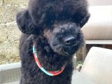 COK UYGUN RAKAMA 5 AYLİK ERKEK TOY POODLE