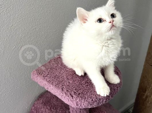 Safkan Irk Garantili Yavrularımız görsel