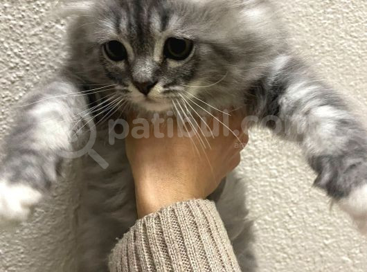 Safkan Irk Garantili Yavrularımız görsel