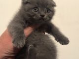 Scottish Fold Bebek