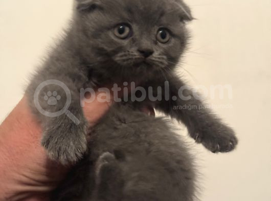 Scottish Fold Bebek görsel