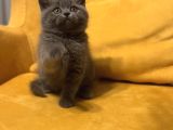 Scottish Fold Bebek