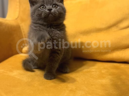 Scottish Fold Bebek görsel