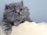 Muazzam Güzellikte Gri British Longhair