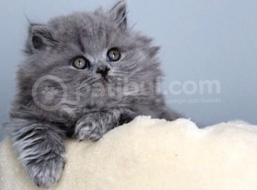 Muazzam Güzellikte Gri British Longhair görsel