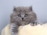 Muazzam Güzellikte Gri British Longhair