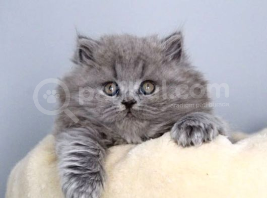 Muazzam Güzellikte Gri British Longhair görsel