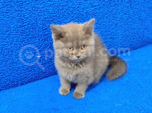 Gri Güzellik Arayanlar Buyursun Teslime Hazırdır görsel